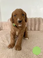 Robertico, a male Goldendoodle for sale in Miami, FL – 2 of 3