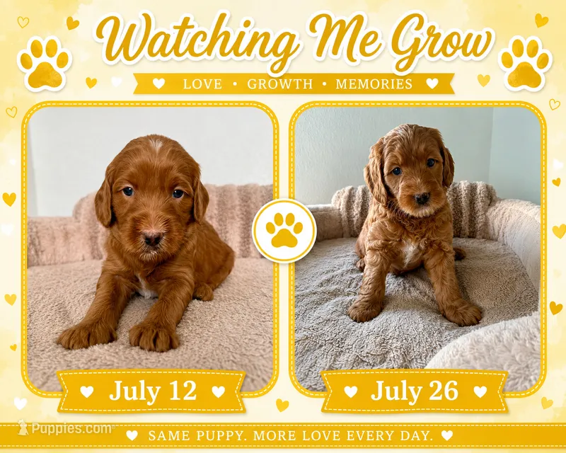 Gilbertico – Goldendoodle puppy for sale in Miami, FL