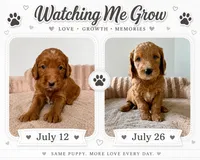 Alanbrito, a male Goldendoodle for sale in Miami, FL – 1 of 3