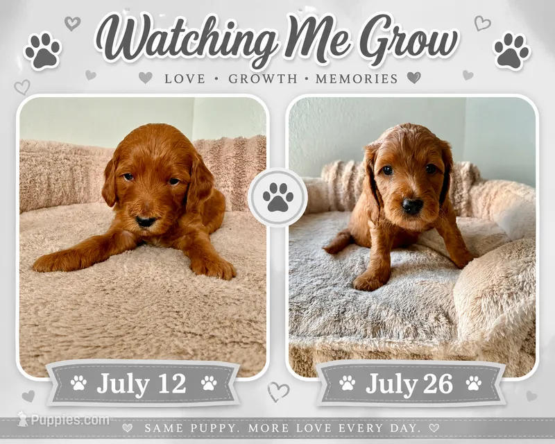 Jorgito – Goldendoodle puppy for sale in Miami, FL