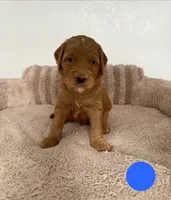 Paquito, a male Goldendoodle for sale in Miami, FL – 2 of 3