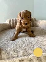 Gilbertico, a male Goldendoodle for sale in Miami, FL – 3 of 3