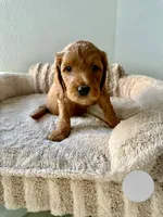 Jorgito, a male Goldendoodle for sale in Miami, FL – 3 of 3