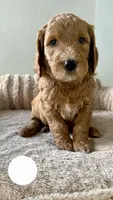 Alanbrito, a male Goldendoodle for sale in Miami, FL – 3 of 3
