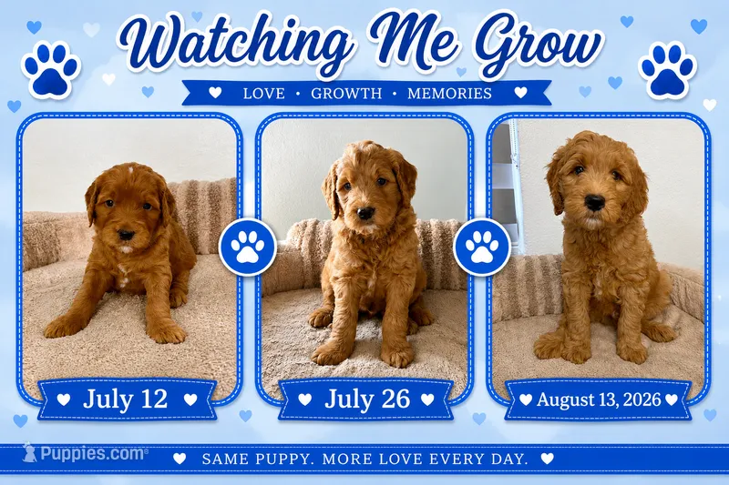 Paquito – Goldendoodle puppy for sale in Miami, FL