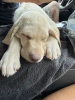 Hunter, a male Labrador Retriever for sale in Linden, TX – 2 of 2