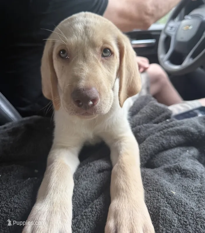 Hunter – Labrador Retriever puppy for sale in Linden, TX