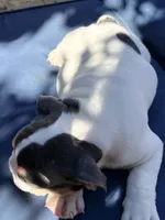 Buster moon, a male English Bulldog for sale in Riverside, CA – 4 of 4