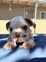 Baby dime , a male English Bulldog for sale in Riverside, CA – 4 of 4