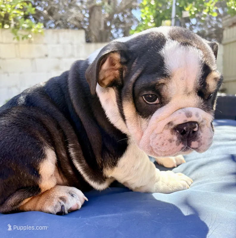 Lucy – English Bulldog puppy for sale in Riverside, CA