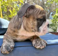 Baby rocco , a male English Bulldog for sale in Riverside, CA – 2 of 3