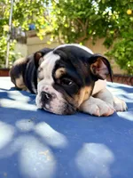 Lucy, a female English Bulldog for sale in Riverside, CA – 3 of 3