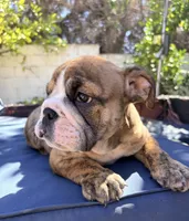 Baby rocco , a male English Bulldog for sale in Riverside, CA – 1 of 3