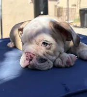 Baby dime , a male English Bulldog for sale in Riverside, CA – 1 of 4