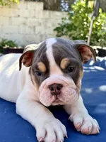 Buster moon, a male English Bulldog for sale in Riverside, CA – 3 of 4
