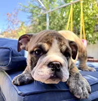 Baby rocco , a male English Bulldog for sale in Riverside, CA – 3 of 3