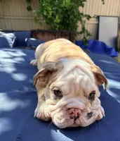 Baby dime , a male English Bulldog for sale in Riverside, CA – 3 of 4