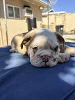 Baby dime , a male English Bulldog for sale in Riverside, CA – 2 of 4
