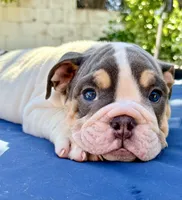Buster moon, a male English Bulldog for sale in Riverside, CA – 2 of 4