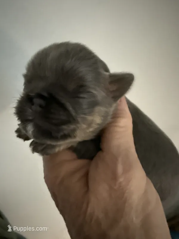 Tara – Brussels Griffon puppy for sale in Trenton, NJ