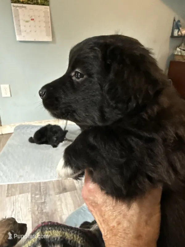 Pedro – Schipperke, Pembroke Welsh Corgi puppy for sale in Trenton, NJ