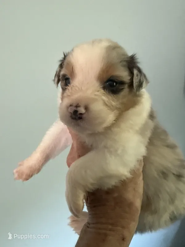Aiden – Australian Shepherd puppy for sale in Trenton, NJ