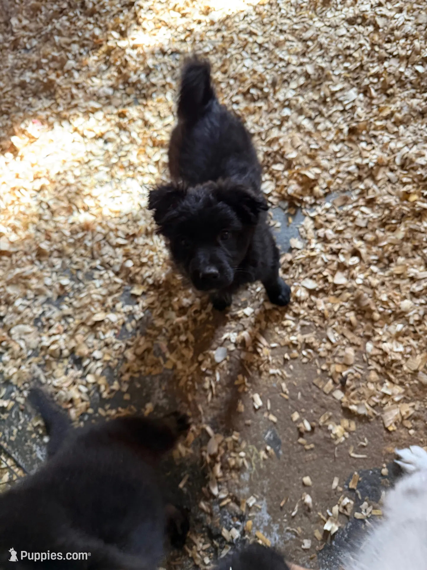 Petunia, a female Australian Shepherd and German Shepherd Dog for sale in Trenton, NJ – 4 of 6