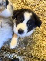 Allison , a female Australian Shepherd for sale in Trenton, NJ – 9 of 10