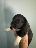 Pixie, a female Schipperke and Pembroke Welsh Corgi for sale in Trenton, NJ – 4 of 6