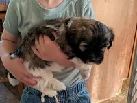 Everest, a male Havanese for sale in Trenton, NJ – 2 of 3