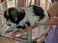 Erial, a female Havanese for sale in Trenton, NJ – 3 of 5