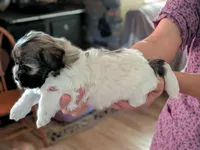 Ellie, a female Havanese for sale in Trenton, NJ – 2 of 5