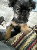 Darling, a female Brussels Griffon for sale in Trenton, NJ – Photo 4 of 10