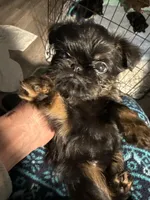 Darling, a female Brussels Griffon for sale in Trenton, NJ – Photo 5 of 10