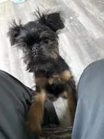 Darling, a female Brussels Griffon for sale in Trenton, NJ – Photo 7 of 10