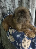Darling, a female Brussels Griffon for sale in Trenton, NJ – Photo 8 of 10