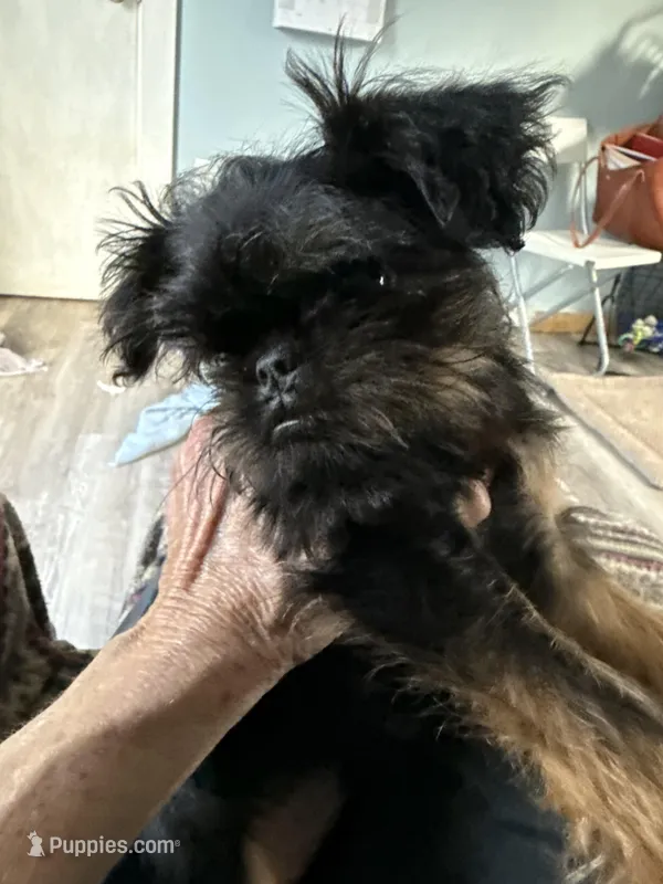 Darling – Brussels Griffon puppy for sale in Trenton, NJ