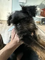 Darling, a female Brussels Griffon for sale in Trenton, NJ – Photo 1 of 10