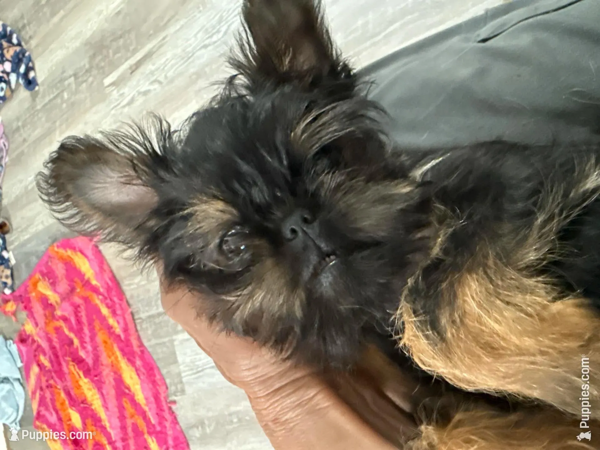 Darling – Brussels Griffon puppy for sale in Trenton, NJ