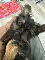 Darling, a female Brussels Griffon for sale in Trenton, NJ – Photo 10 of 10