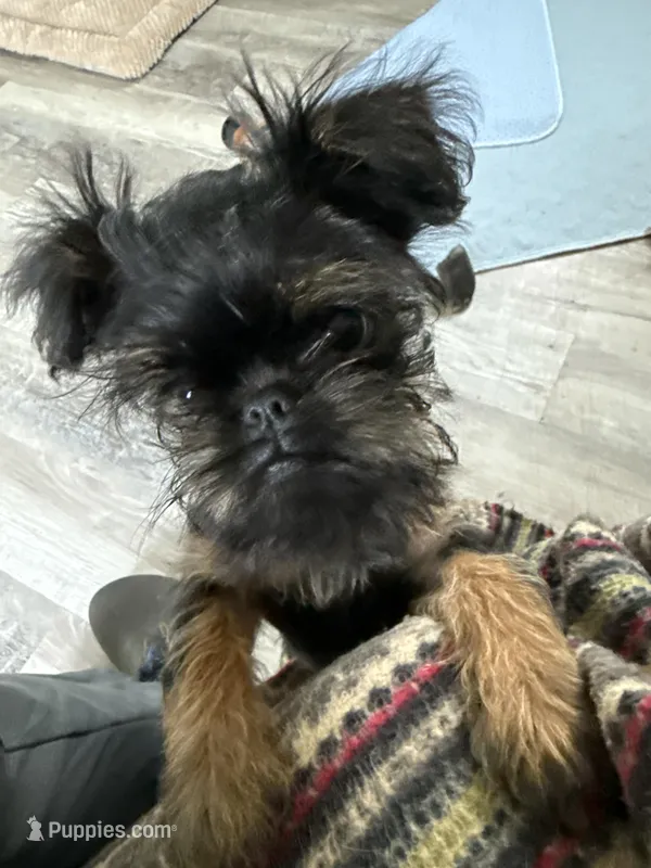 Darling – Brussels Griffon puppy for sale in Trenton, NJ