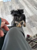Darling, a female Brussels Griffon for sale in Trenton, NJ – Photo 6 of 10