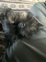 Darling, a female Brussels Griffon for sale in Trenton, NJ – Photo 3 of 10