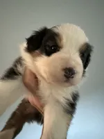 Everest, a male Australian Shepherd for sale in Trenton, NJ – 2 of 10