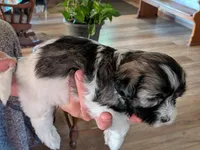 Erial, a female Havanese for sale in Trenton, NJ – 2 of 5