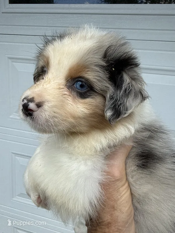 Aiden – Australian Shepherd puppy for sale in Trenton, NJ