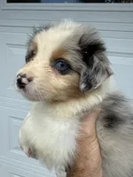 Aiden, a male Australian Shepherd for sale in Trenton, NJ – 2 of 10