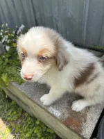 Abner, a  Australian Shepherd for sale in Trenton, NJ – 4 of 5