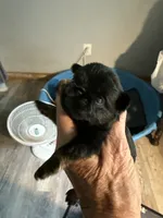 Caroline, a female Brussels Griffon for sale in Trenton, NJ – 3 of 8