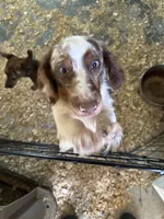 Russel, a male Miniature Dachshund for sale in Trenton, NJ – 7 of 8